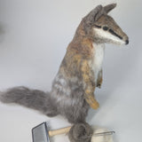 Numbat Workshop (February 7 & 8)