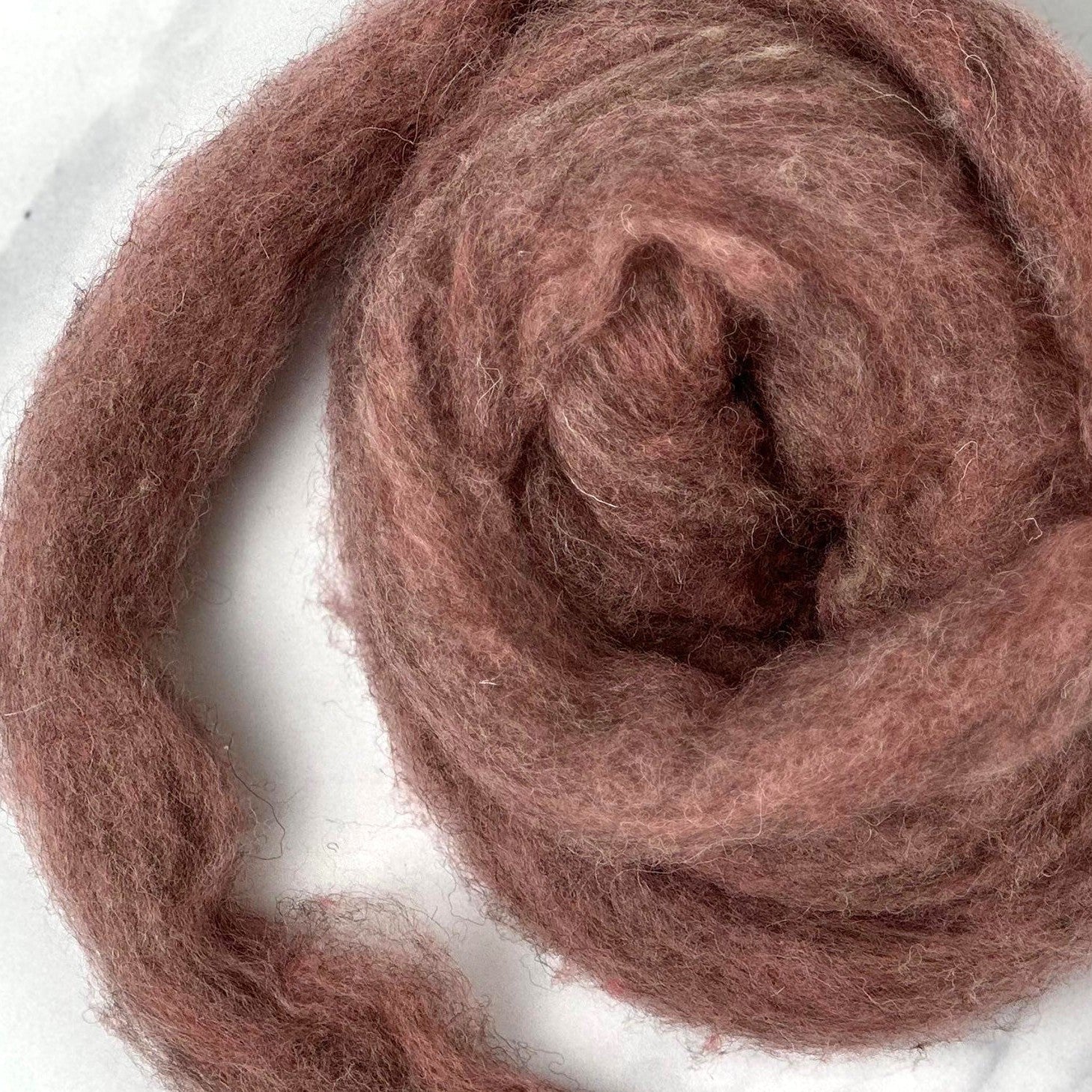 English Rose [Kent Romney / Jacob - Carded Sliver]