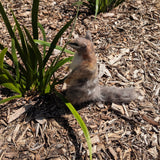 Numbat Workshop (February 7 & 8)