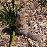 Numbat Workshop (February 7 & 8)